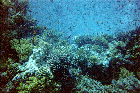 La barriera corallina di Hurghada